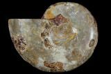 Sliced, Agatized Ammonite Fossil (half) - Jurassic #110756-1